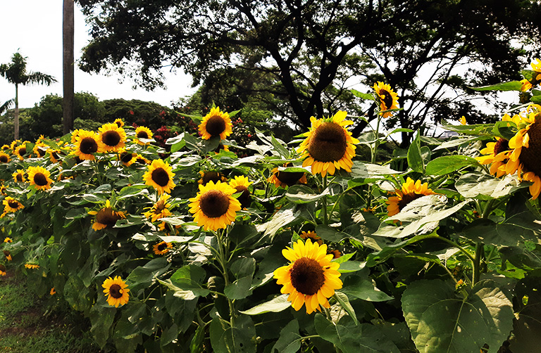 The sunflowers at UP Diliman are out!